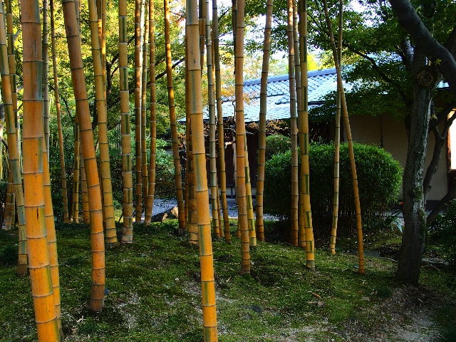 竹の足場