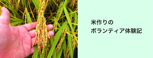 米作りのボランティア体験記
